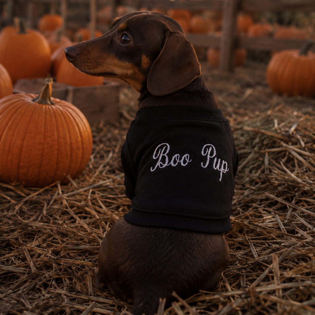 Dachshund wearing a black 'Boo Pup' embroidered dog jumper, sitting in a pumpkin patch