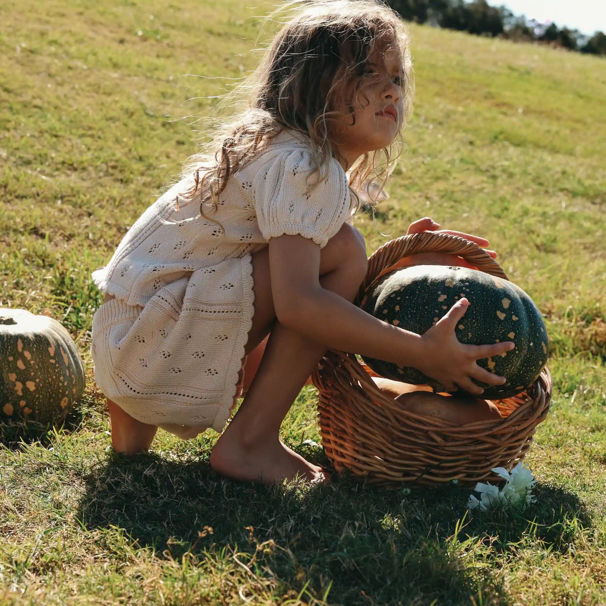 Girl in a cream pointelle knit set lifting a pumpkin into a wicker basket in a sunlit field